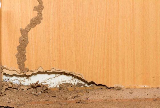 Termite Attack On The Wall — Houston, TX — Bonilla Foundation Repair