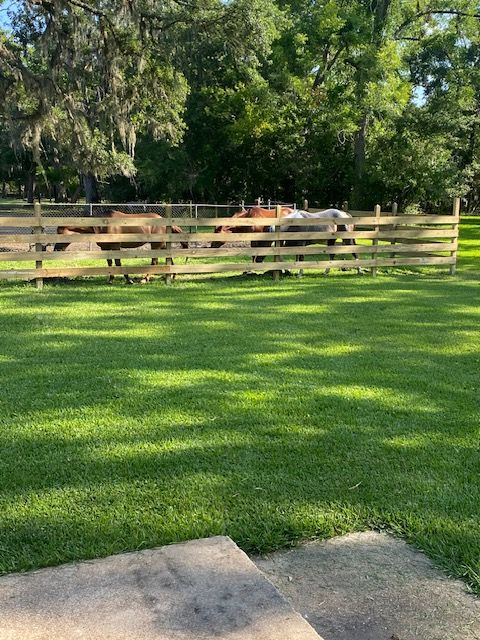 Lush green lawn with a wooden fence. Cattle graze in the fenced area, with trees in the background.