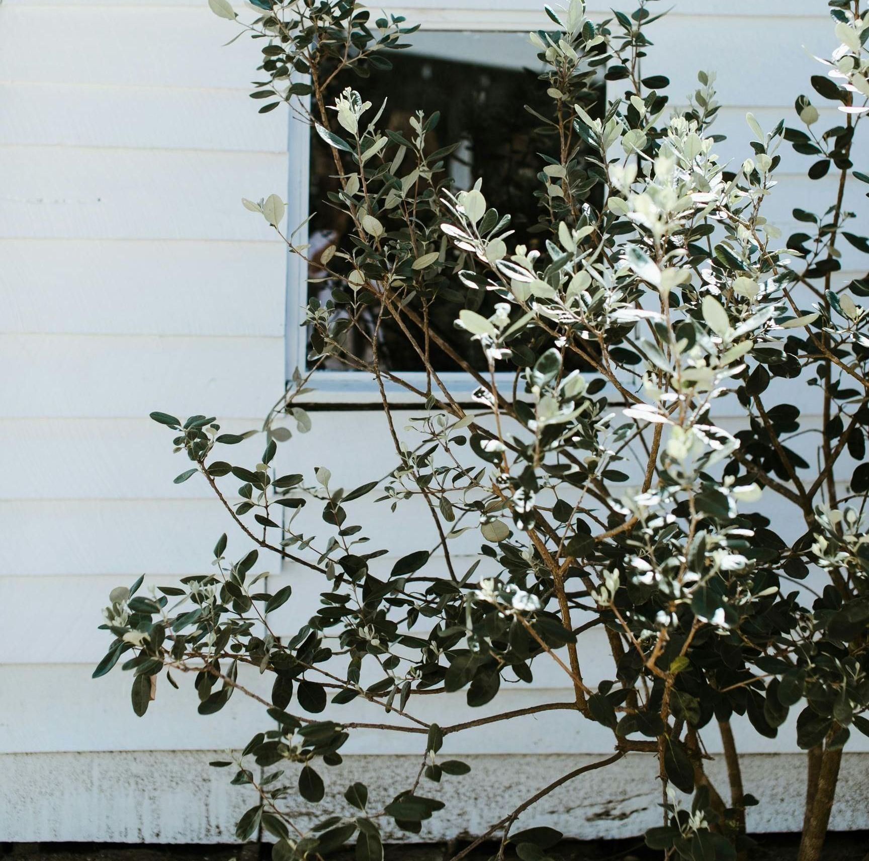 A tree in front of a white house with a window