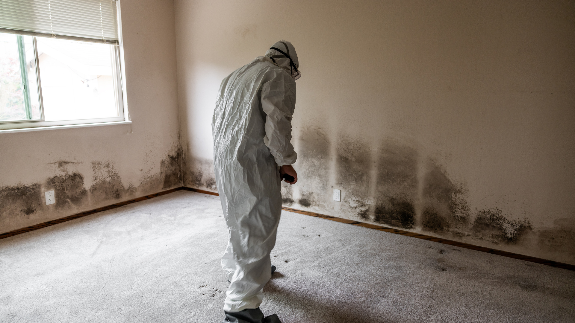Person in hazmat suit inspecting a room with extensive black mold on the walls and carpet.