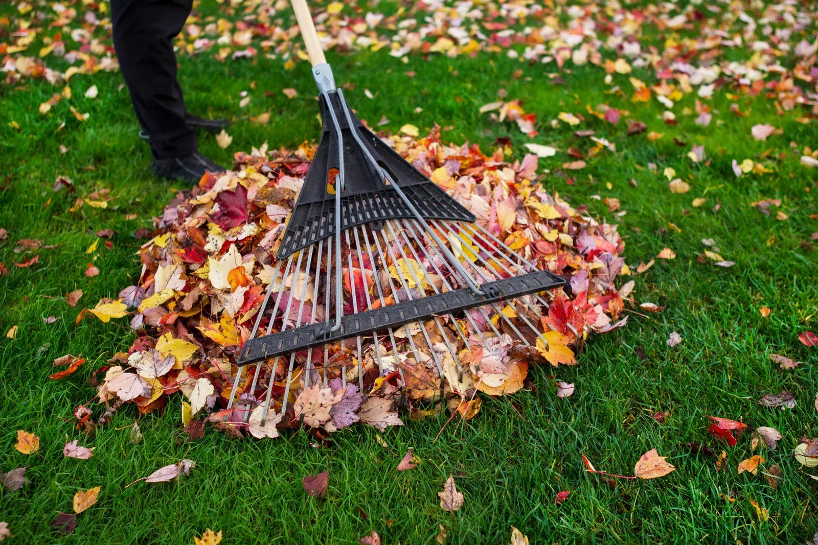 Person raking colorful fall leaves on a green lawn.