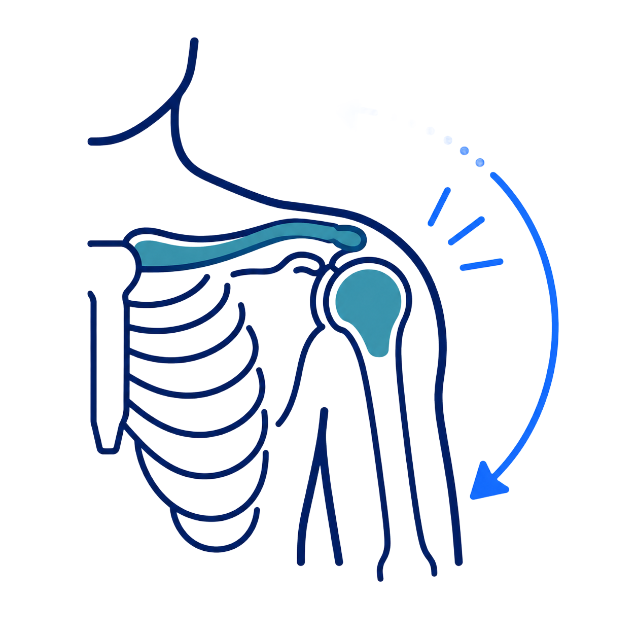 Shoulder joint anatomy with curved arrow indicating arm rotation or mobility exercise