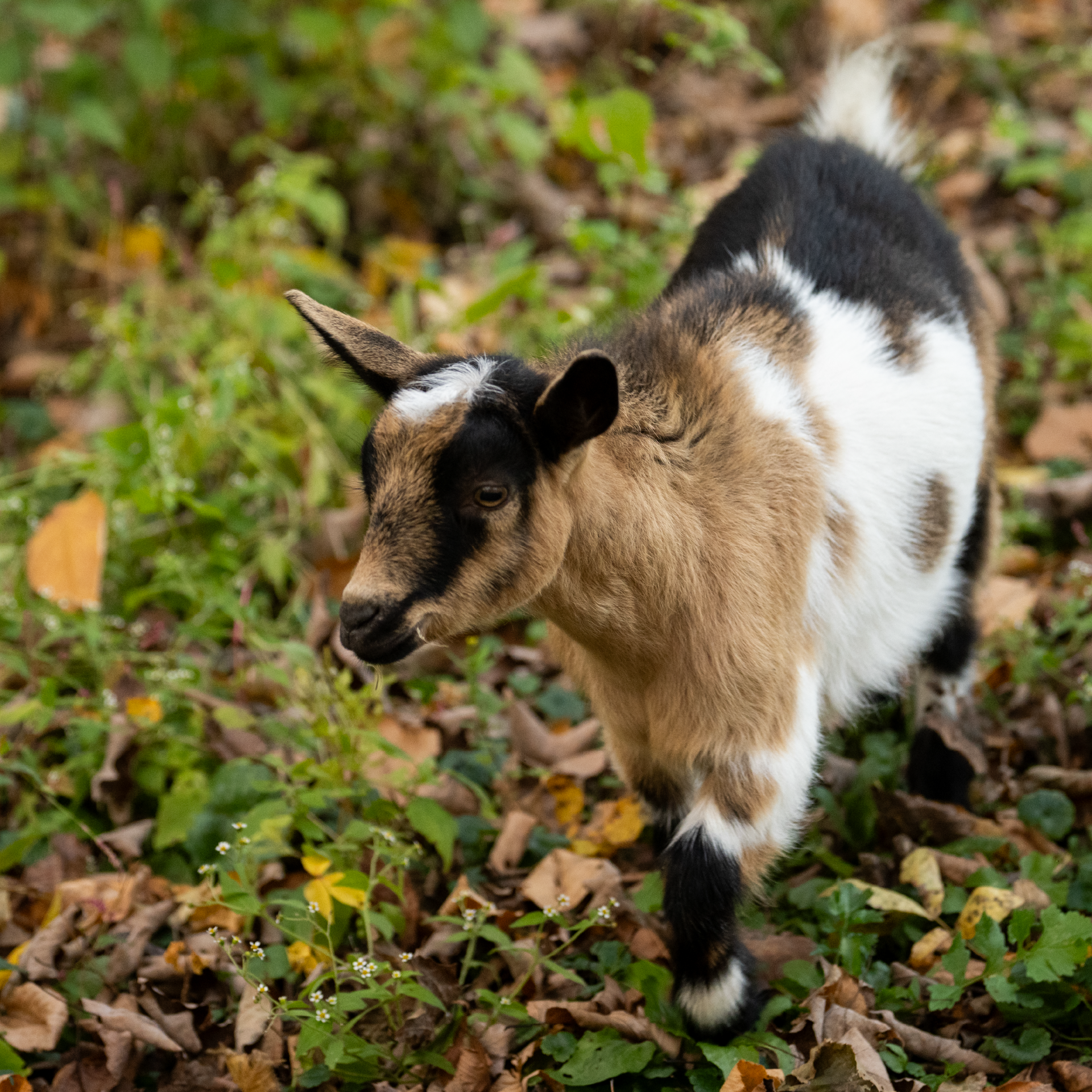 A small brown and white goat is standing in the grass.