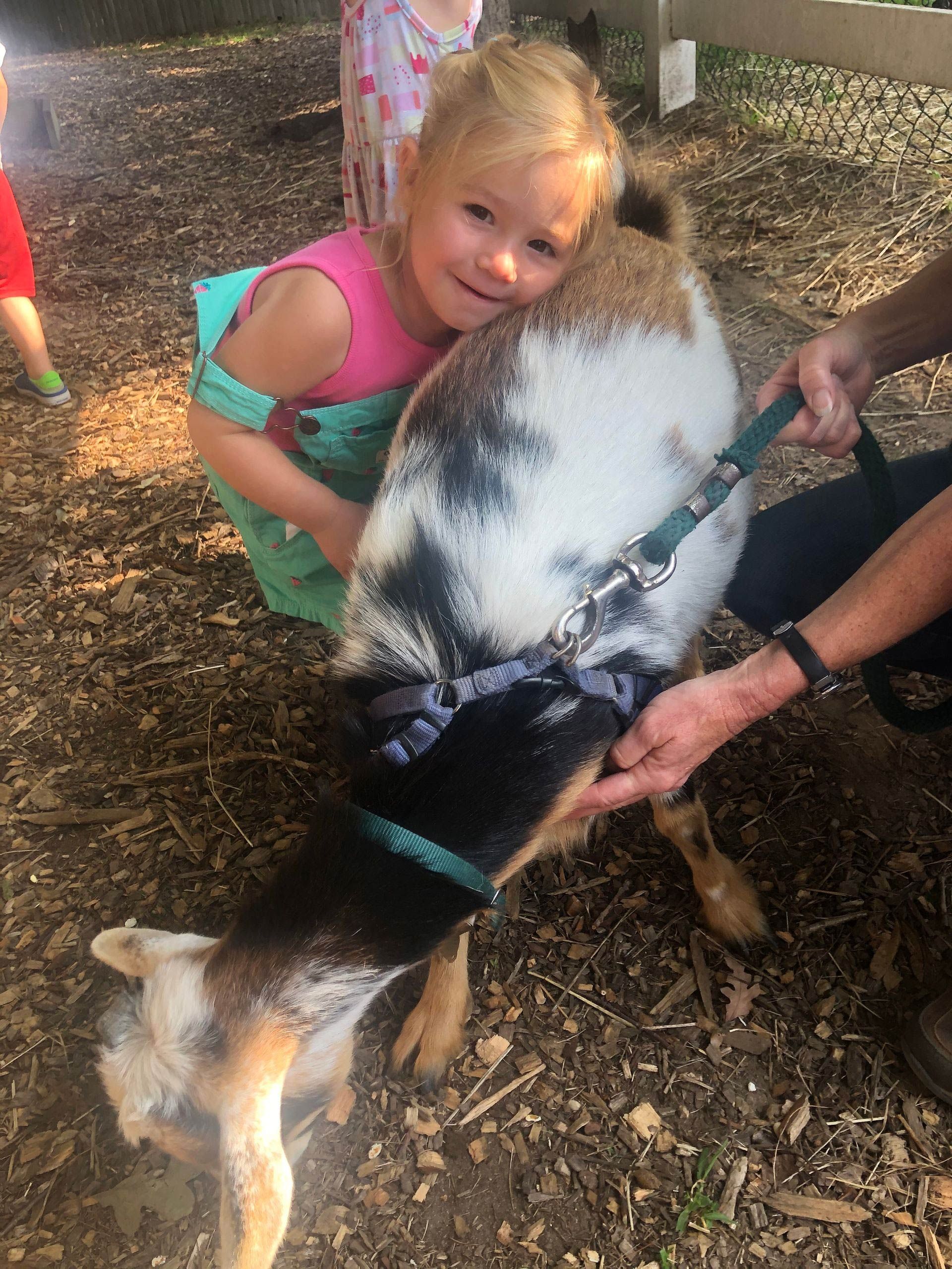 A little girl is petting a goat on a leash.