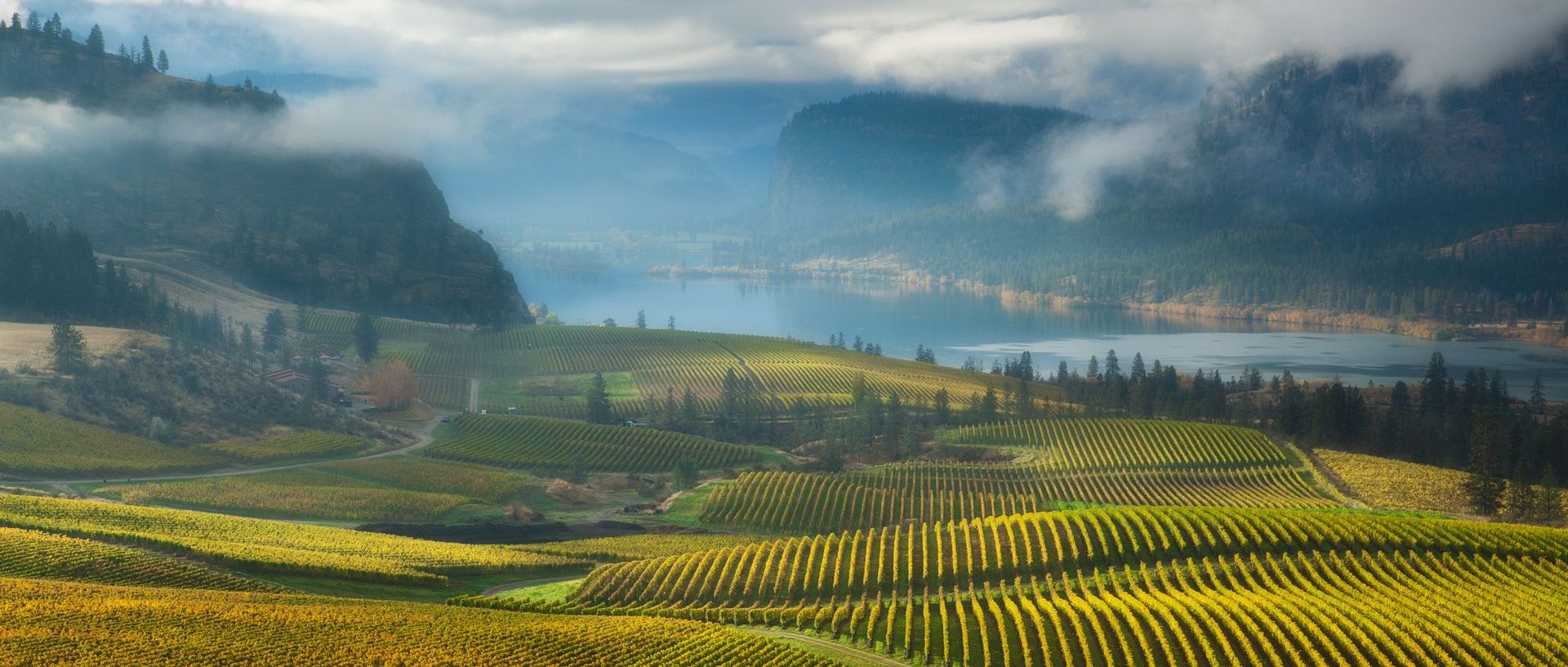 A view of a vineyard with mountains in the background and a lake in the foreground.