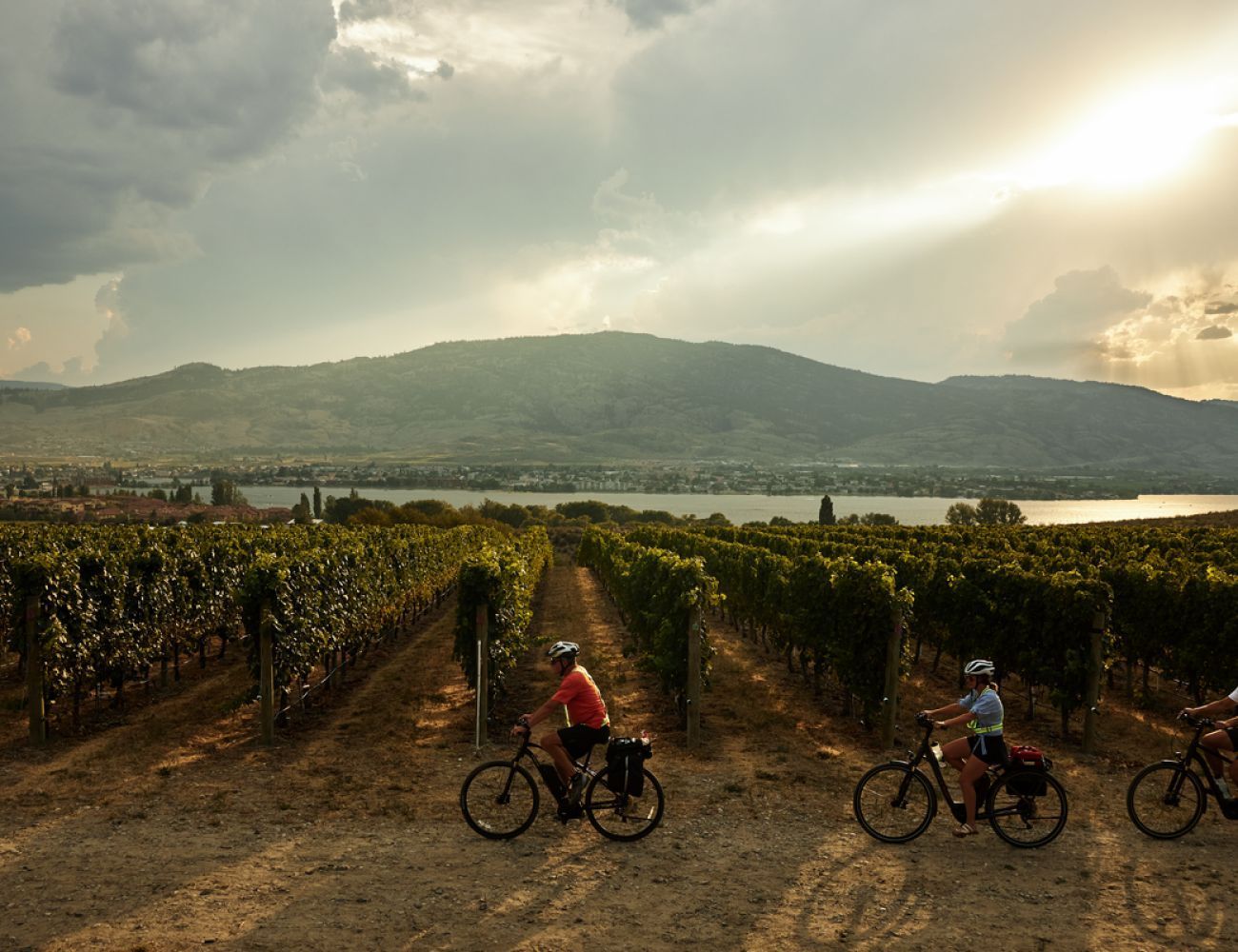 Two people are riding bicycles in a vineyard with mountains in the background.