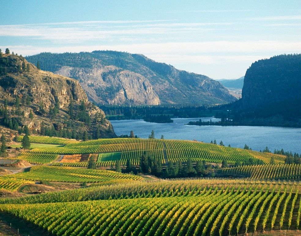 A large body of water is surrounded by mountains and a vineyard.