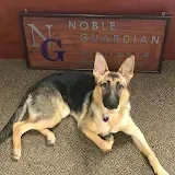 Two beagle dogs are sitting in the back of a vehicle.