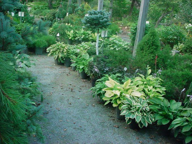 can hostas kill dogs