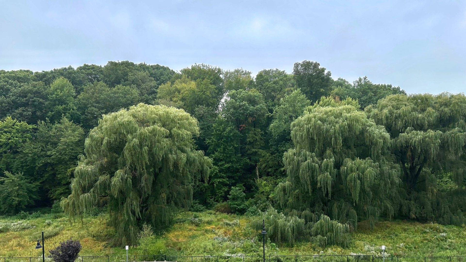 Lush green treescape with willow trees and wildflowers in west hartford