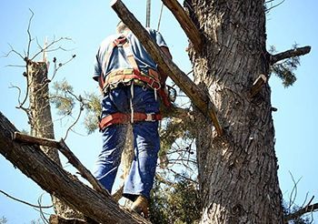 a man is standing on top of a tree with a chainsaw .