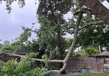 a large tree with a fallen branch in a backyard .