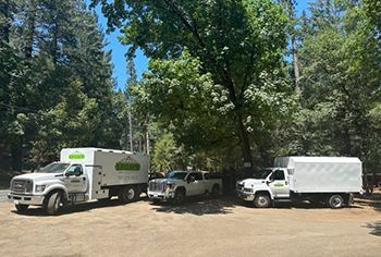 three trucks are parked in a parking lot in the woods .