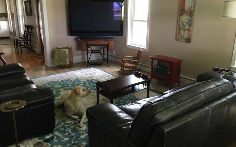 A dog is laying on the floor in a living room next to a couch.