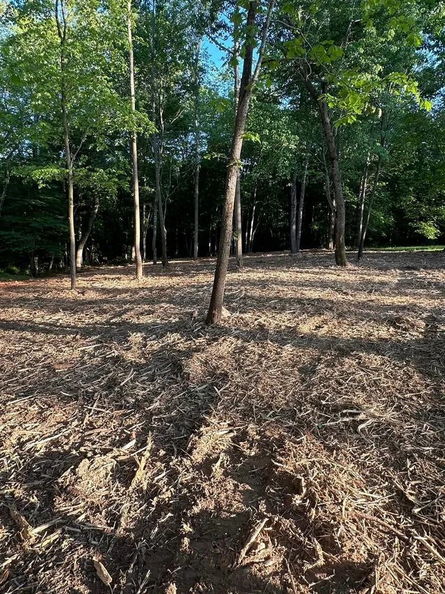 A wooded area with a foreground of mulch and scattered tree trunks, leading into a dense line of mature green trees.