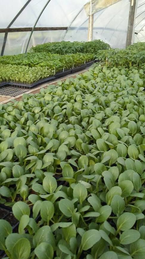 A greenhouse filled with lots of green plants growing in trays.