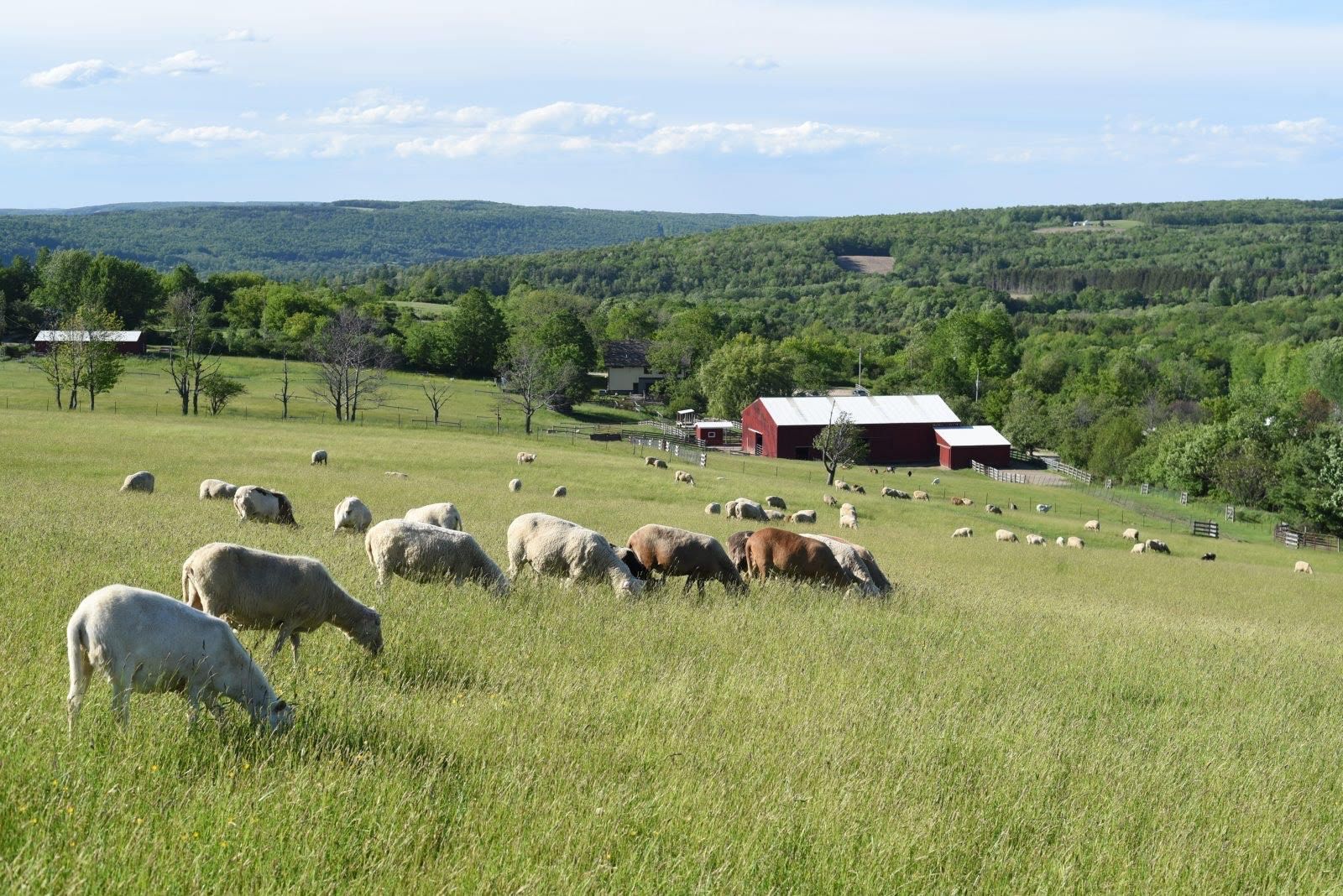 A herd of sheep grazing in a grassy field with a red barn in the background.