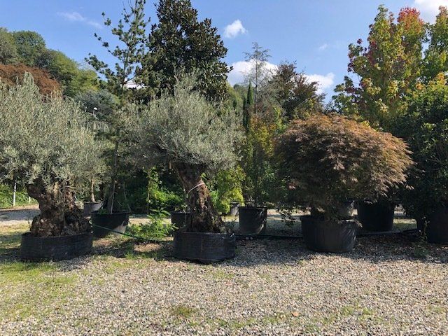 Progettazione area verde pubblica