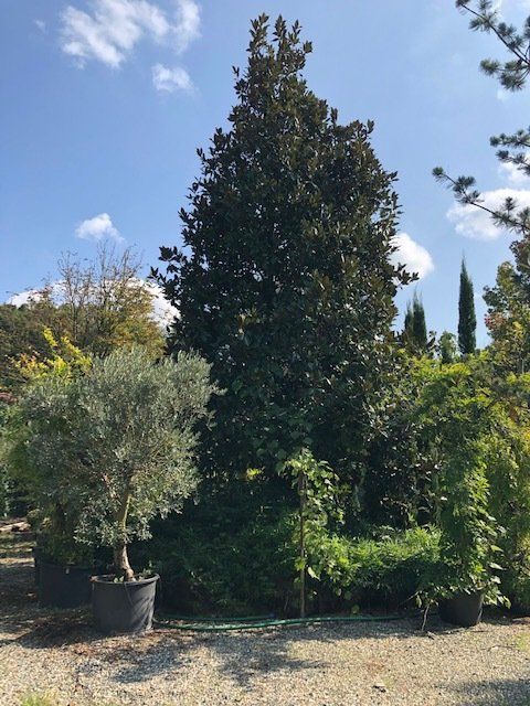 Area verde con alberi