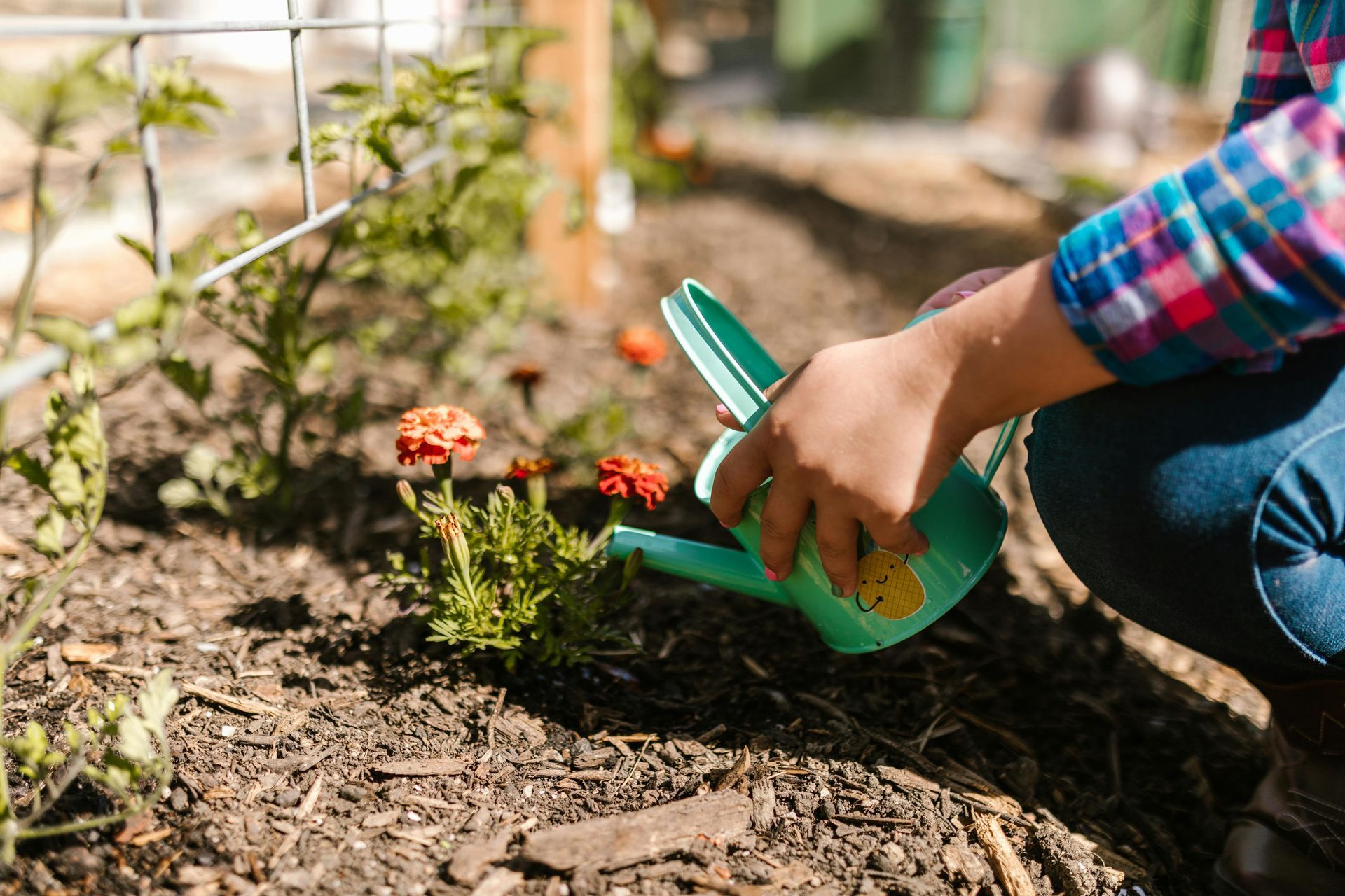 Gardener watering a small flower with a green watering can in a sunny garden bed
