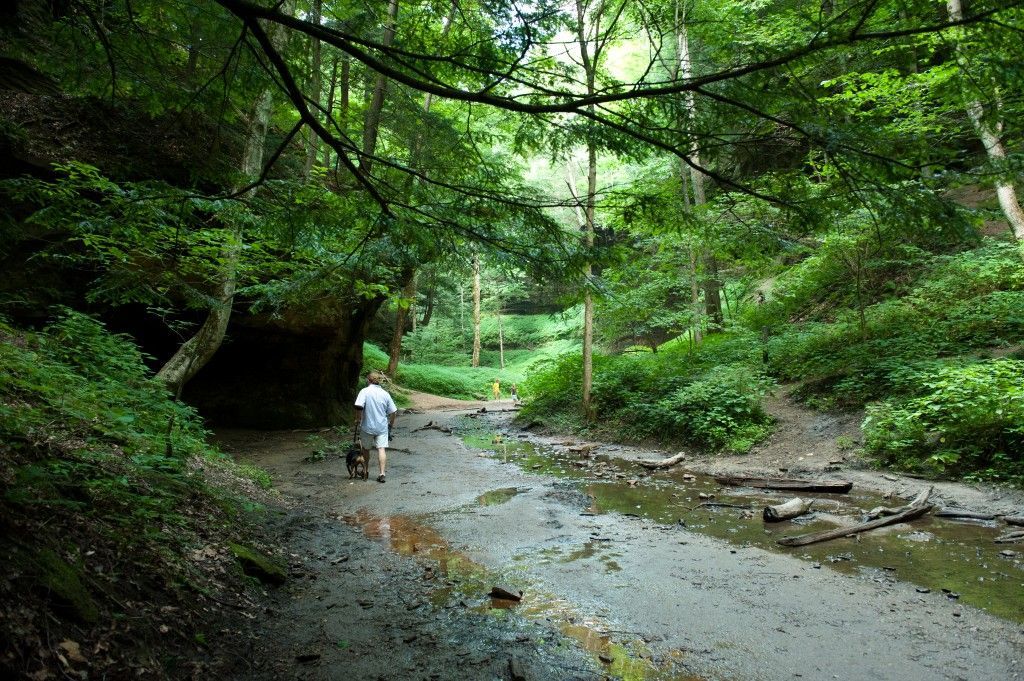 Person walking along a muddy forest stream under dense green trees