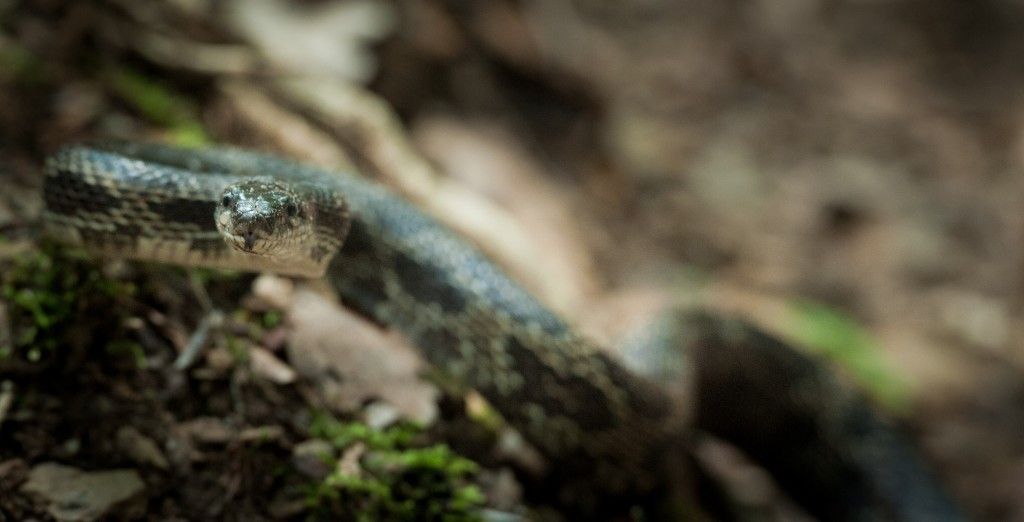 Small lizard on a forest floor, blending into the mossy, blurred background