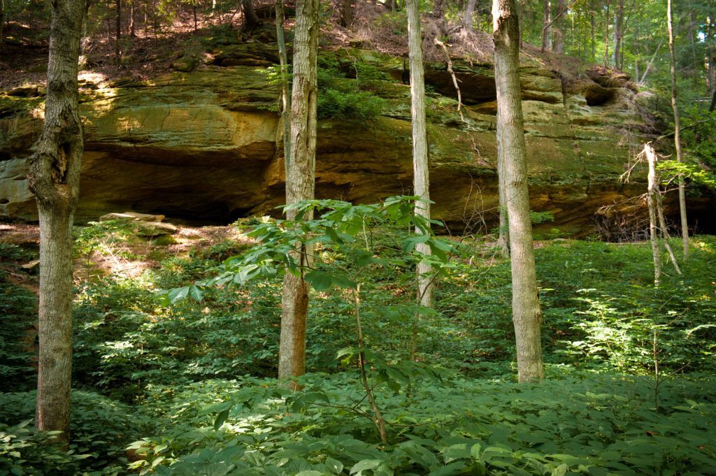 Forest scene with tall trees and lush green undergrowth beneath a rocky overhang