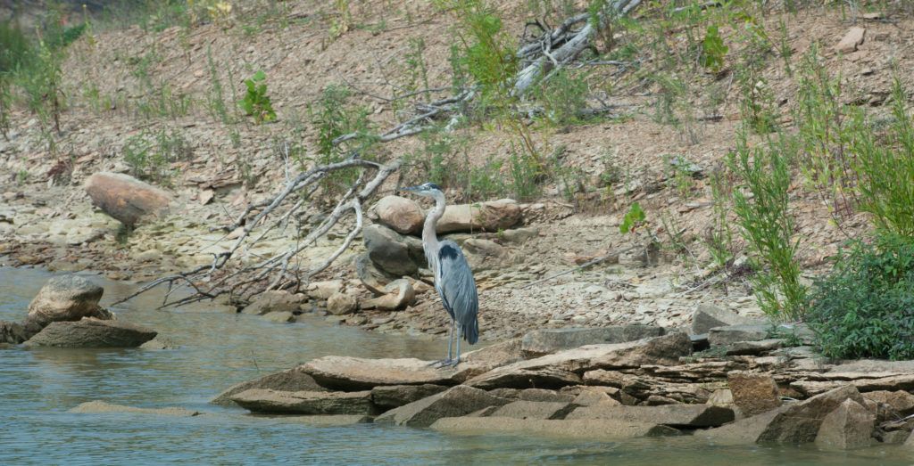 Blue heron standing on rocks beside a shallow stream with sparse green vegetation