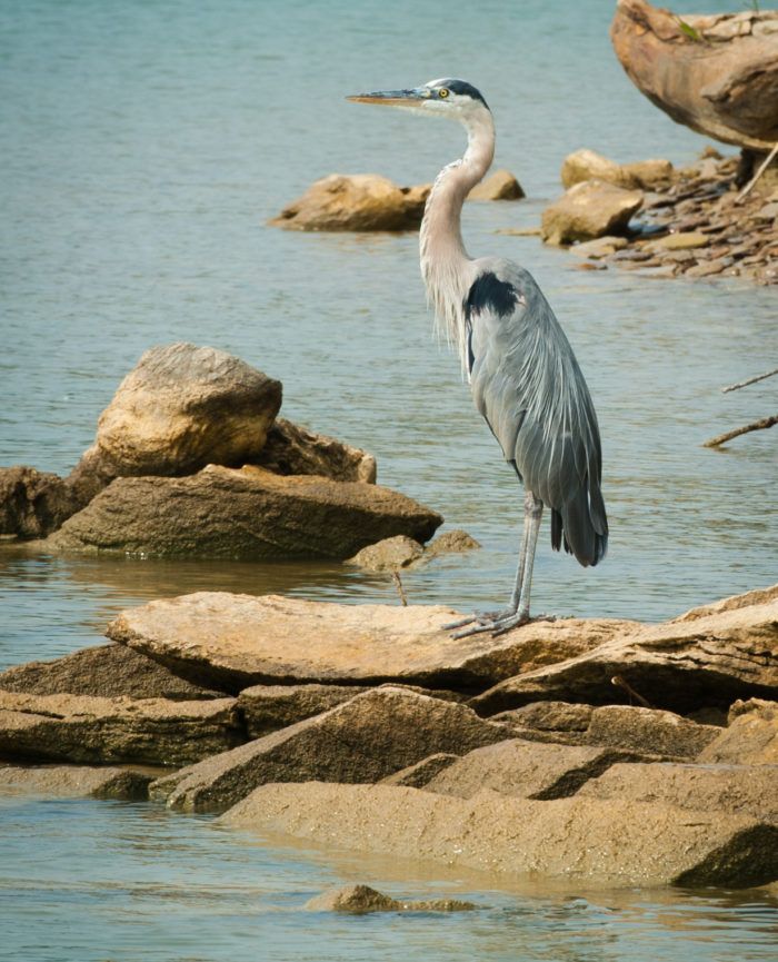 Gray heron standing on rocky shore beside calm blue water