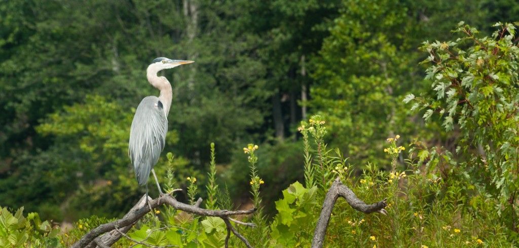 Great blue heron perched on a branch in a green forest wetland