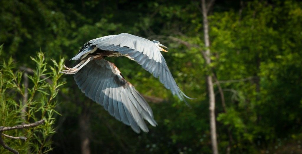 A bird in mid-flight over green foliage, wings spread wide.