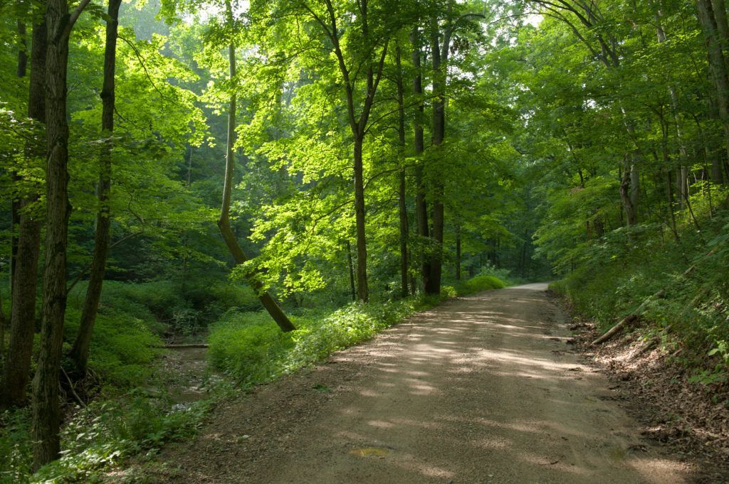 Sunlit dirt path winding through a lush green forest