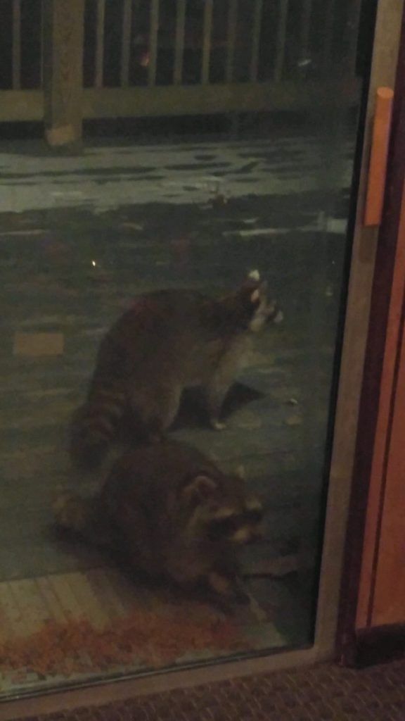 Two raccoons on a porch at night, one standing and one sitting near a glass door.