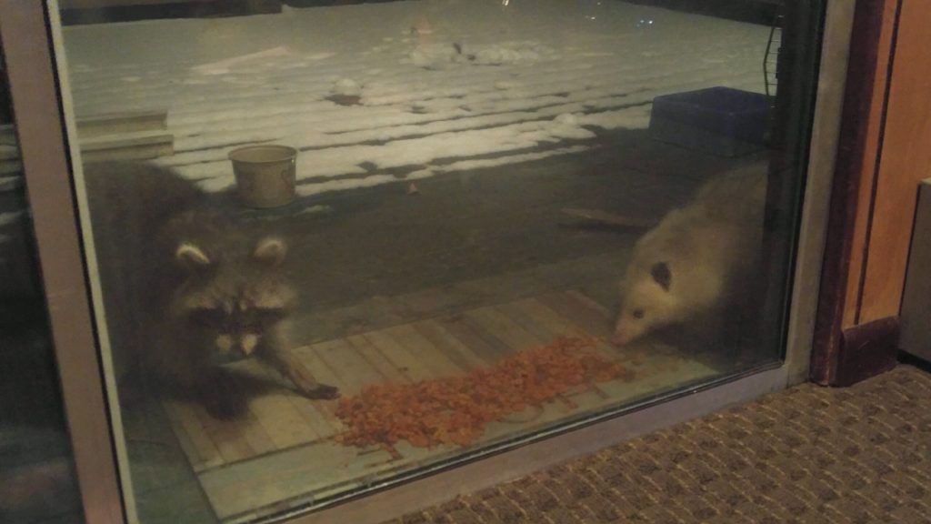 Two raccoons on a porch by a glass door, one eating from a bowl of food.