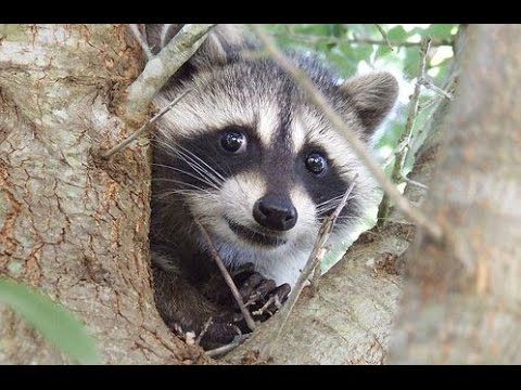 Raccoon peeking from a tree hollow, with a curious expression.
