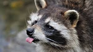 Close-up of a raccoon with tongue out, black-and-white face, against a blurred outdoor background