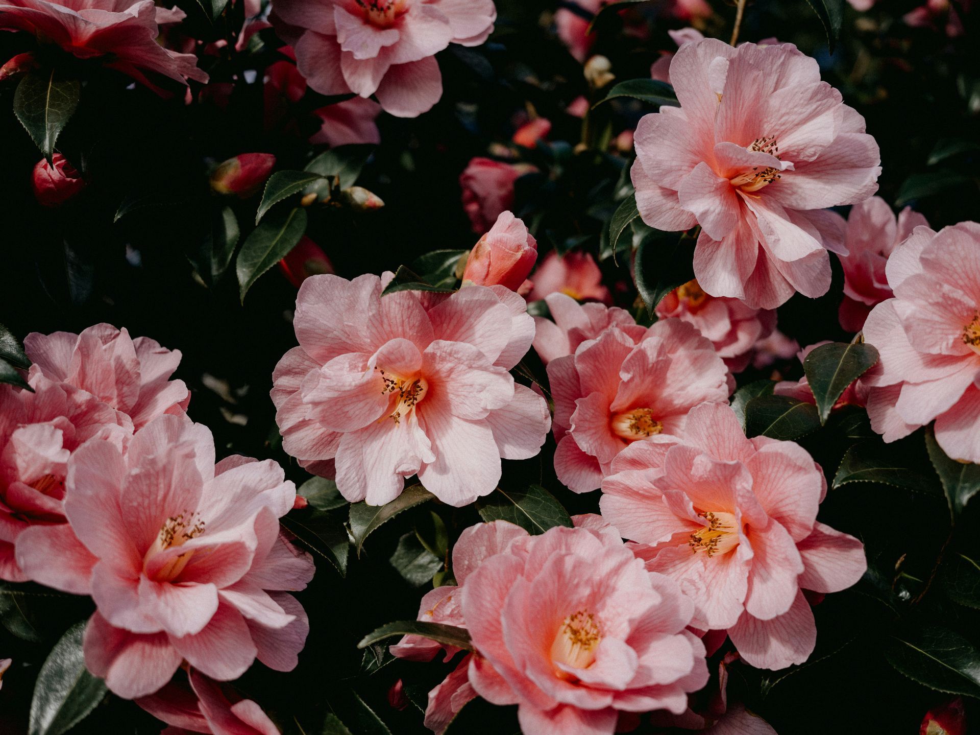 A close up of a bunch of flowers with a dark background.