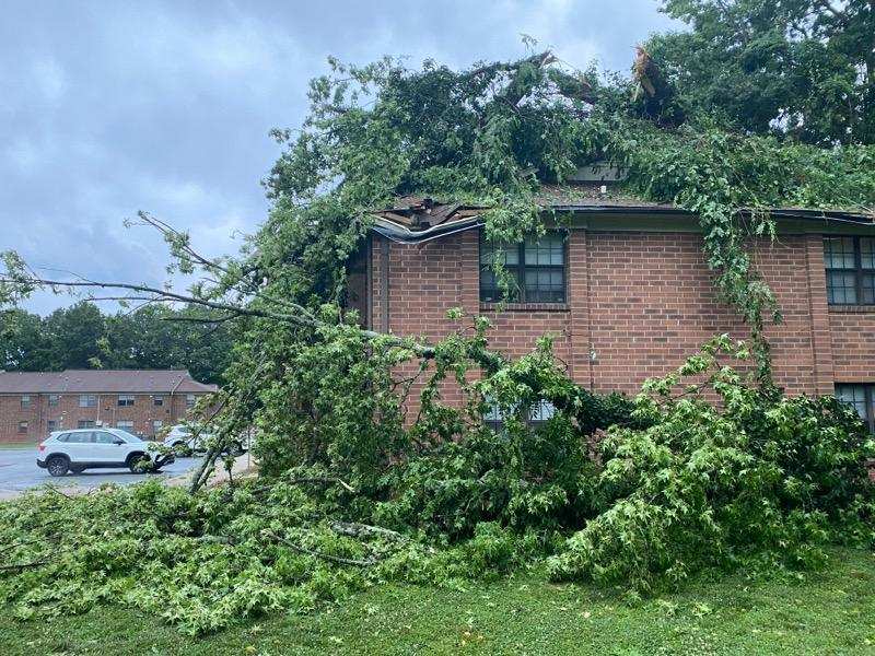 House with Trees— Burlington, NC — Trees Are Us