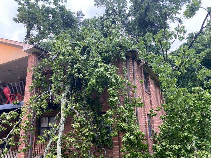Trees Covering the House — Burlington, NC — Trees Are Us