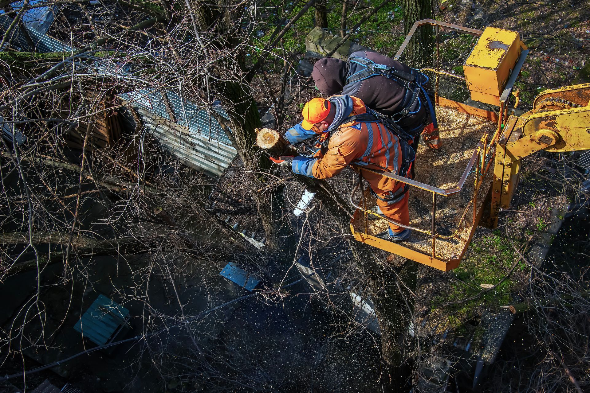 Worker using a lift to cut tree branches with a chainsaw during an emergency removal service.