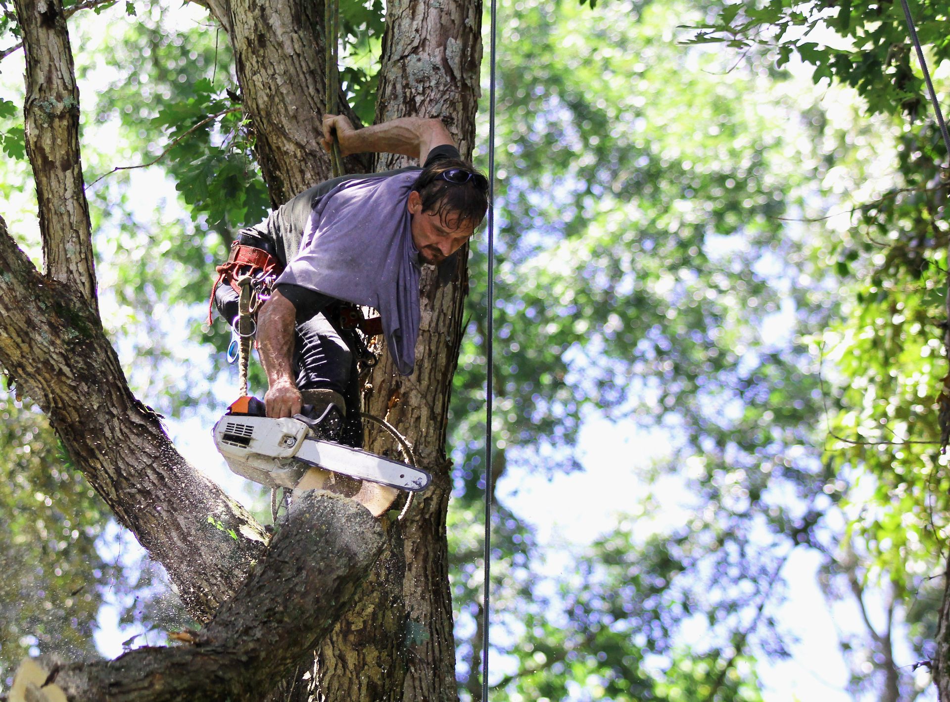 A lumberjack stands on top of a thick tree branch as he cuts a part of it with a chainsaw.