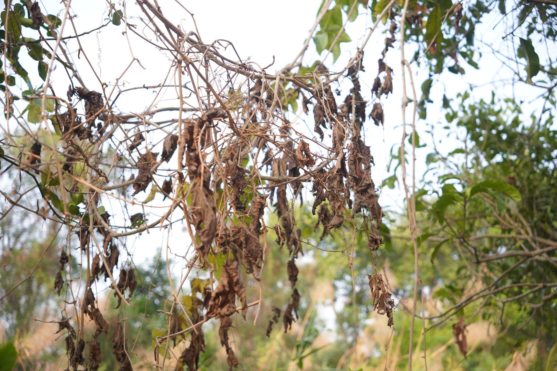 Close-up of dry leaves on a dead tree, before the dead tree hauling.