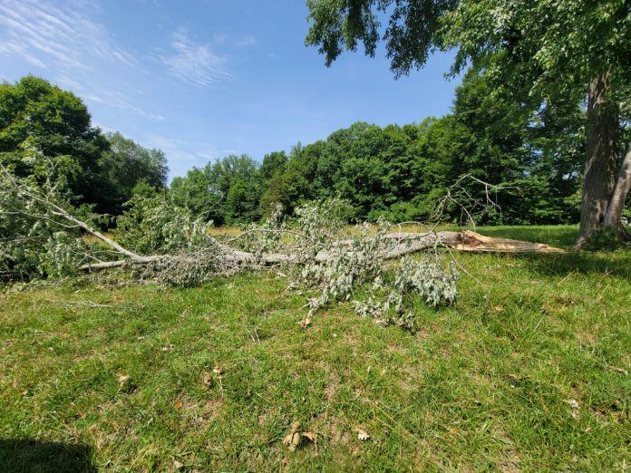 Trimming— Burlington, NC — Trees Are Us