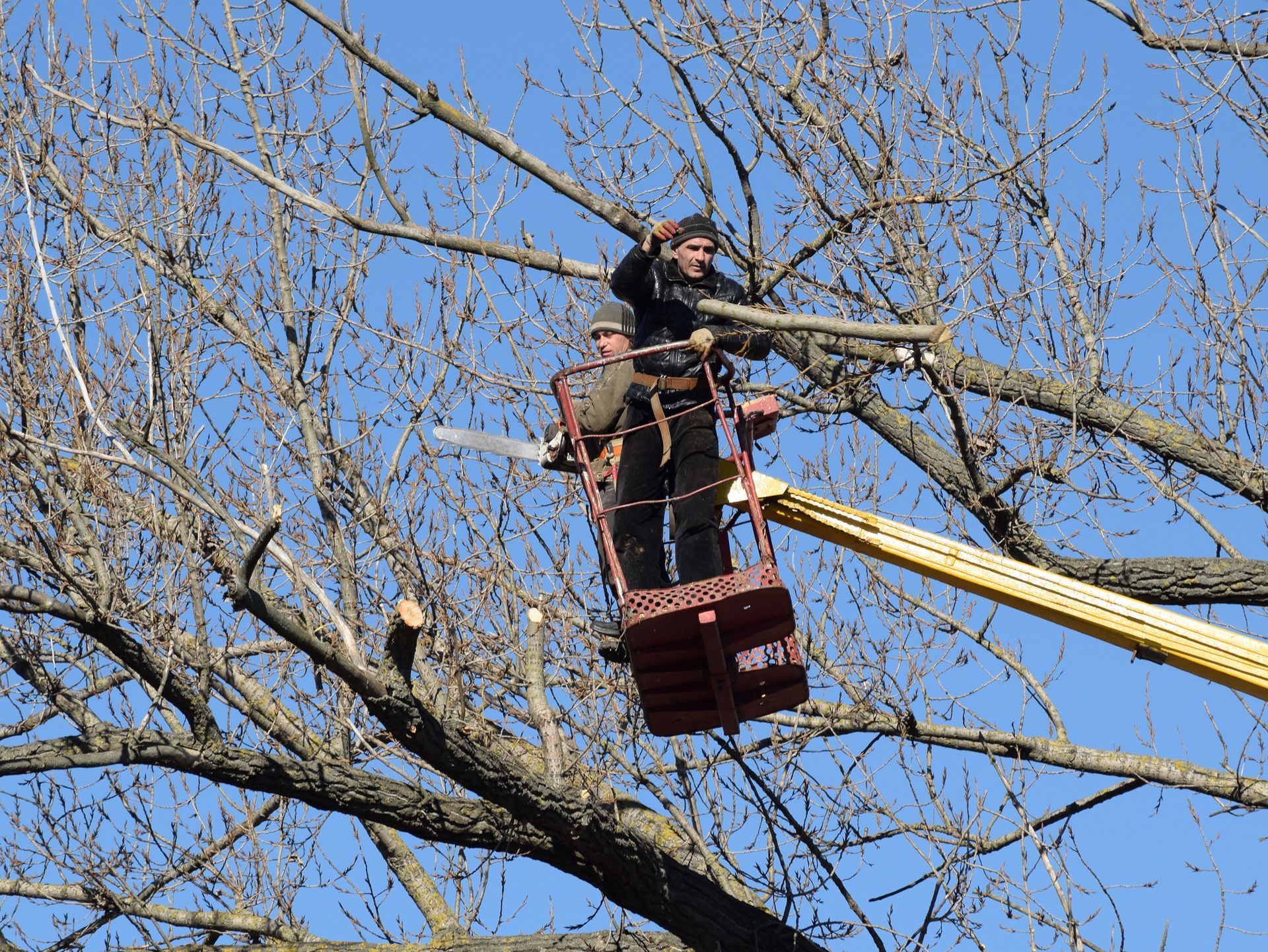 Arborist on lift arm pruning branches to remove dead trees in Gibsonville, NC, promoting safe proper