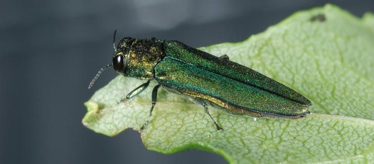 Green Beetle On The Leaf — Burlington, NC — Trees Are Us