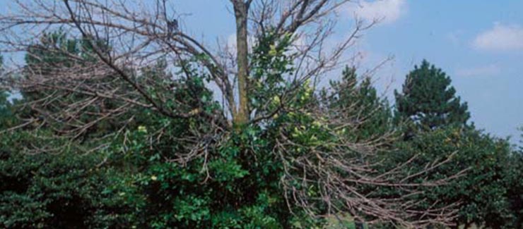 Green Trees — Burlington, NC — Trees Are Us