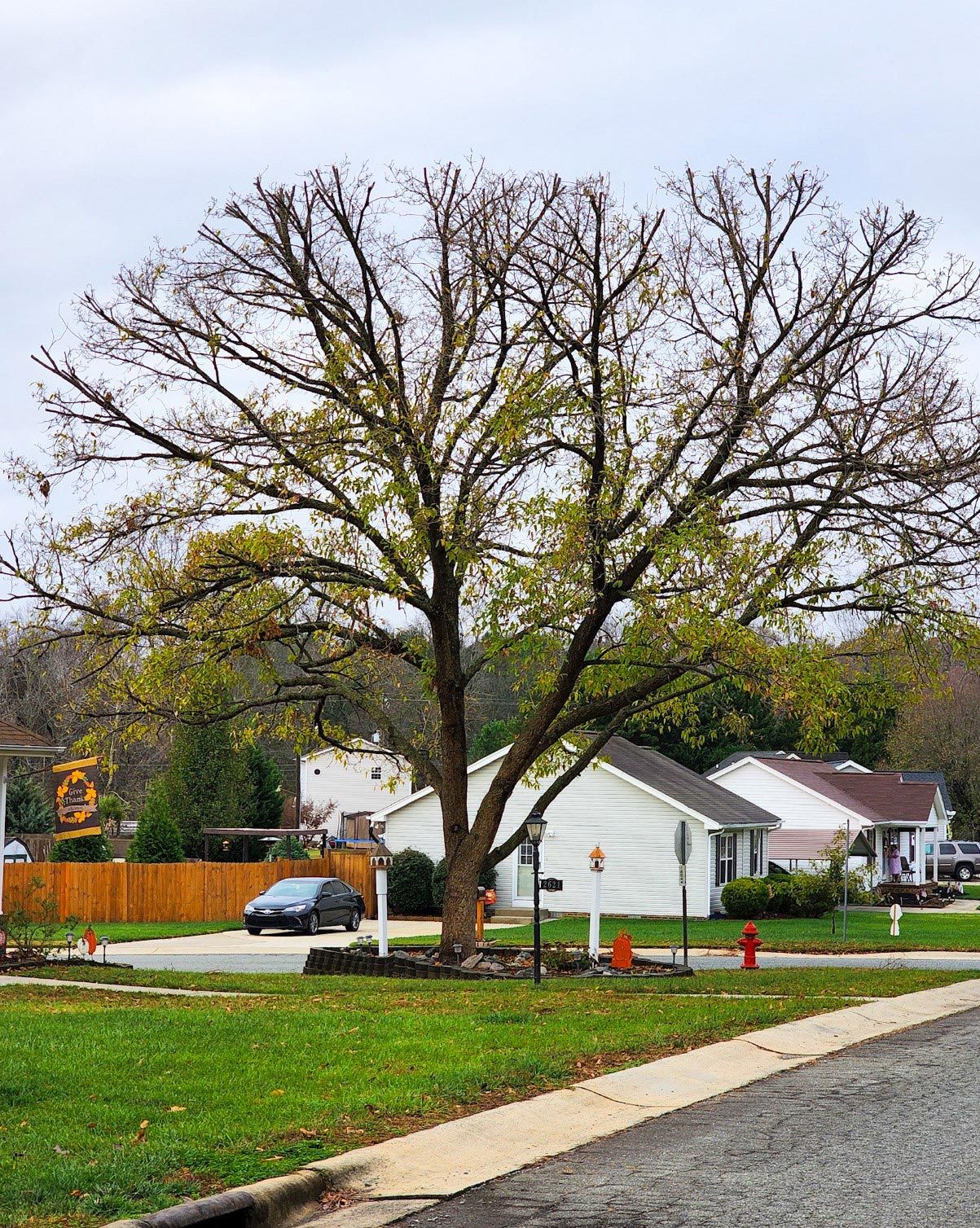 Removal and Tree Care Tips — Burlington, NC — Trees Are Us