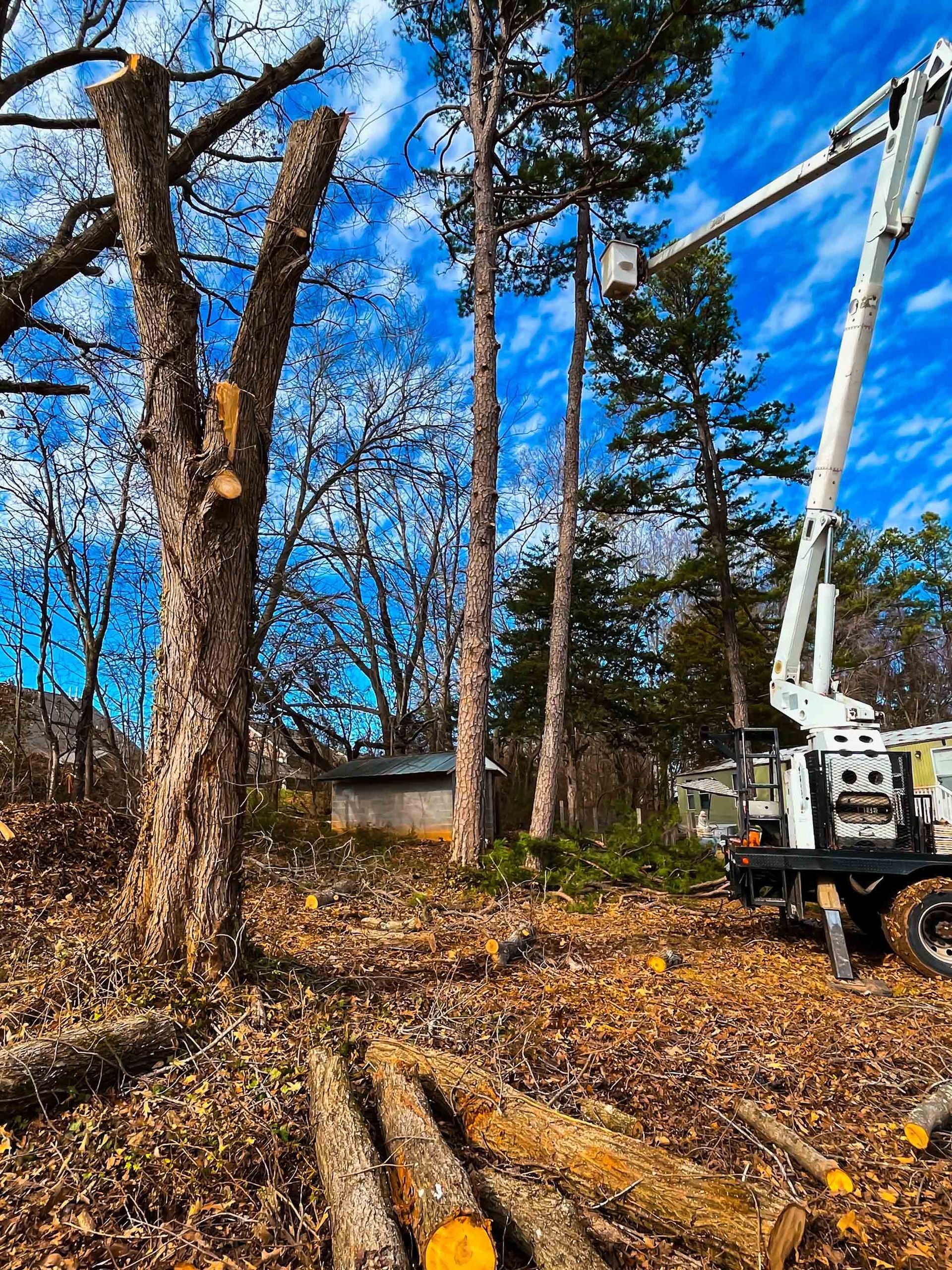 Tree Service — Burlington, NC — Trees Are Us