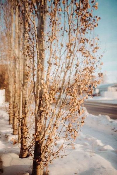 Martens Warman Funeral Home Trees