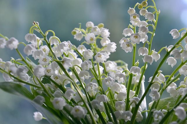 cremation services near Saskatoon, SK